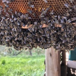 Im oberen Teil sieht man eine Bienewabe mit den typischen sechseckigen Aufbau. Auf der Wabe laufen Bienen und bilden ca. in der Mitte des Bildes eine kleine Traube an der außen Kante der Wabe. Im Hintergrund sieht man verschwommen eine Garten.